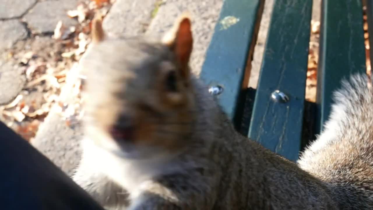 The squirrel is asking the food, pov