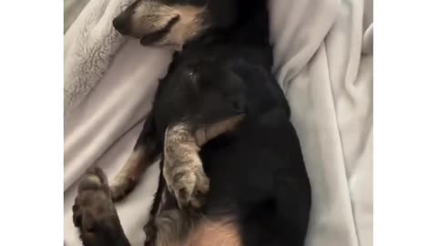 "Wake-Up Wonders: Hilarious Morning Rumble with My Comical Canine Companion!"
