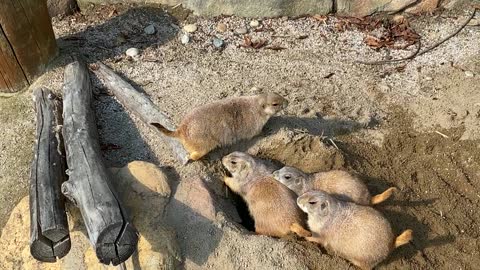 prairie dogs