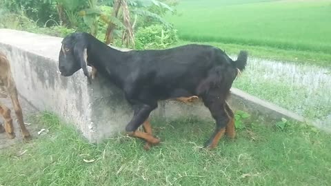 Goats are eating something green.