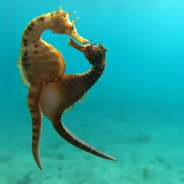 Underwater love 💕 What a magical movement!