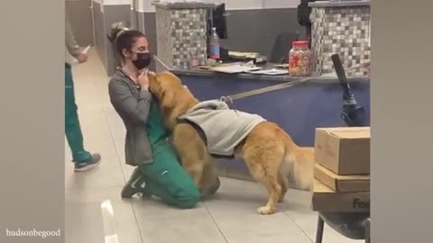 When the vet becomes a sworn enemy of your dog...- Funniest Dog Reaction