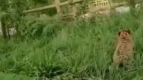funny animals video