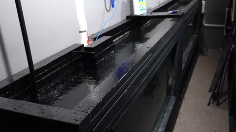 What's Going on in the Fish Basement this Winter?