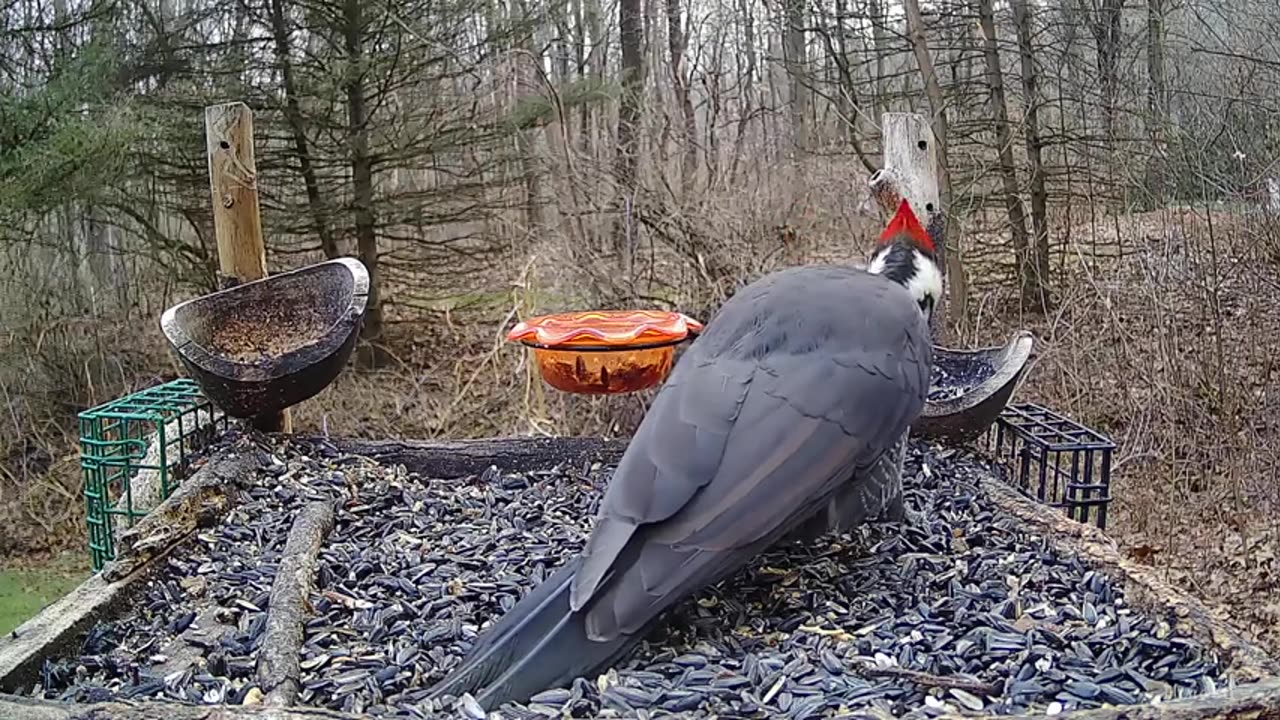 Pileated woodcut