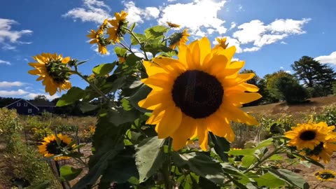 Sunflowers