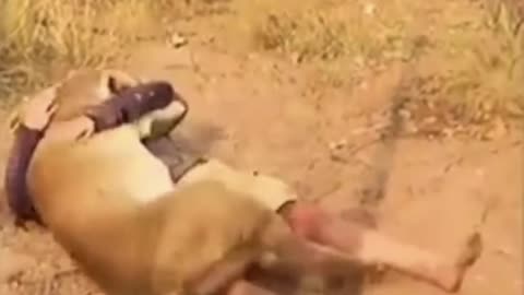 Years later Animals meet their owners touching video