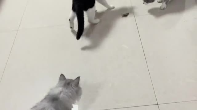 Several cats play with insects