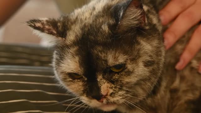 petting The Pet Cat