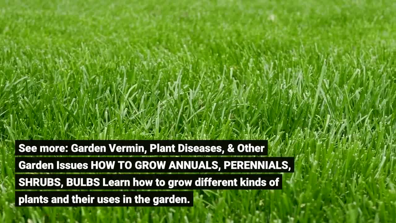 Some Ideas on Yard and garden - UMN Extension You Should Know