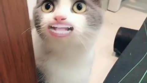 Cute cat