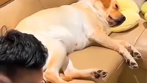 Funny dogs