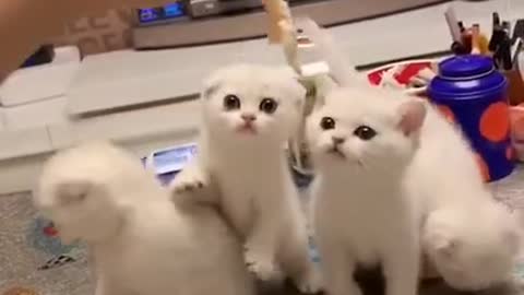 OMG Super Cute Cats Funny Video 2021