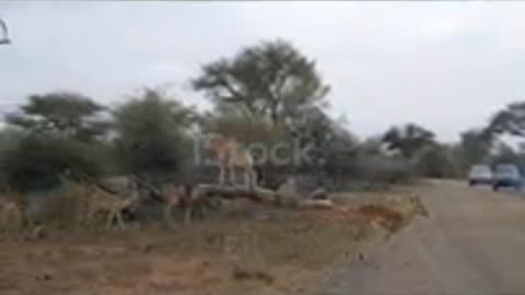 Giraffe crossing the road. Wildlife Safari in the Kruger National Park, major travel destination