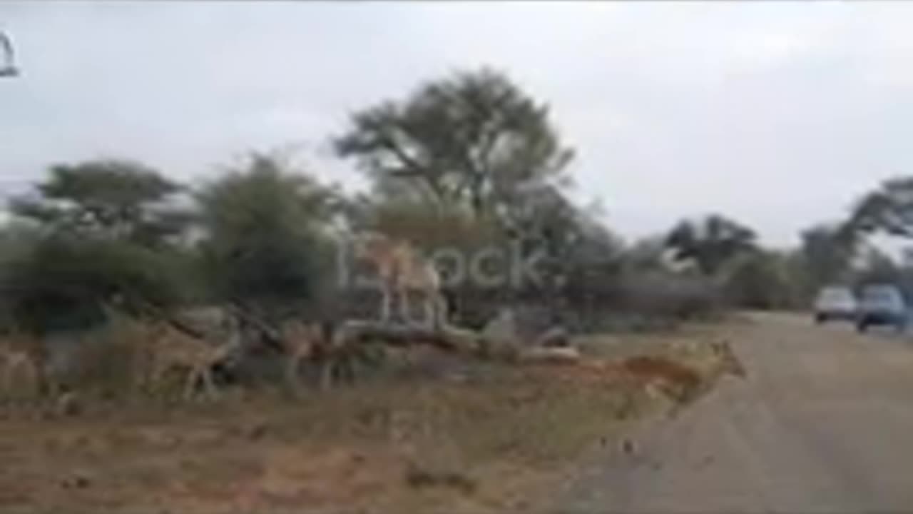 Giraffe crossing the road. Wildlife Safari in the Kruger National Park, major travel destination