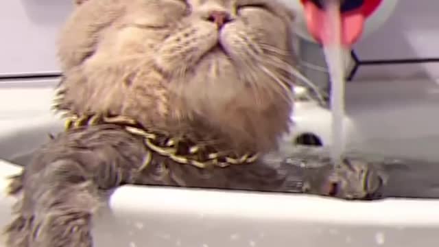 Cat - Boss