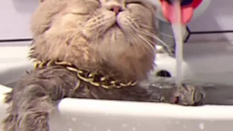 Cat - Boss