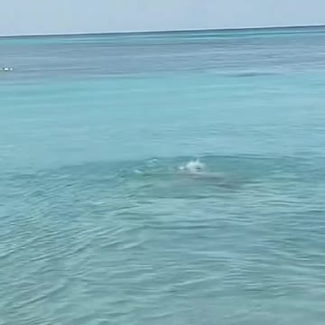Adorable dog swim in the sea.mp4