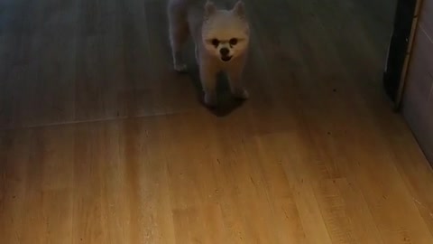 The little white dog