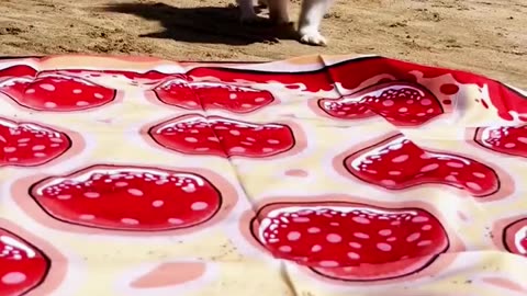 funny cat and dogs 🎥 67 #short #funnycatanddogs