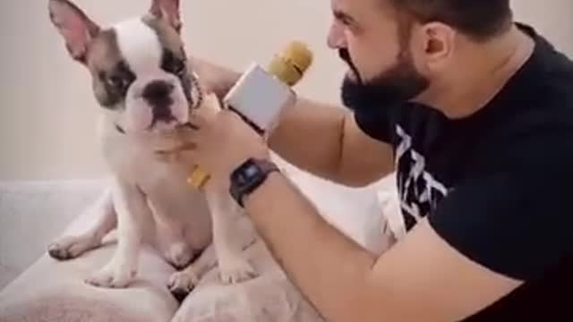 Bunny The Naughty Boy 😆 Funny Dog #shorts Video | Harpreet SDC