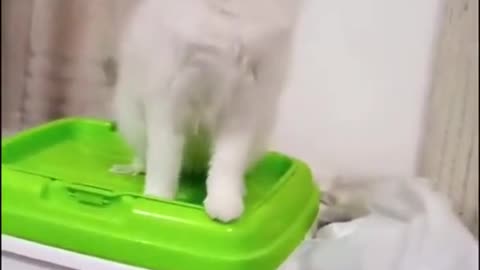 Funny Adorable Cat Video