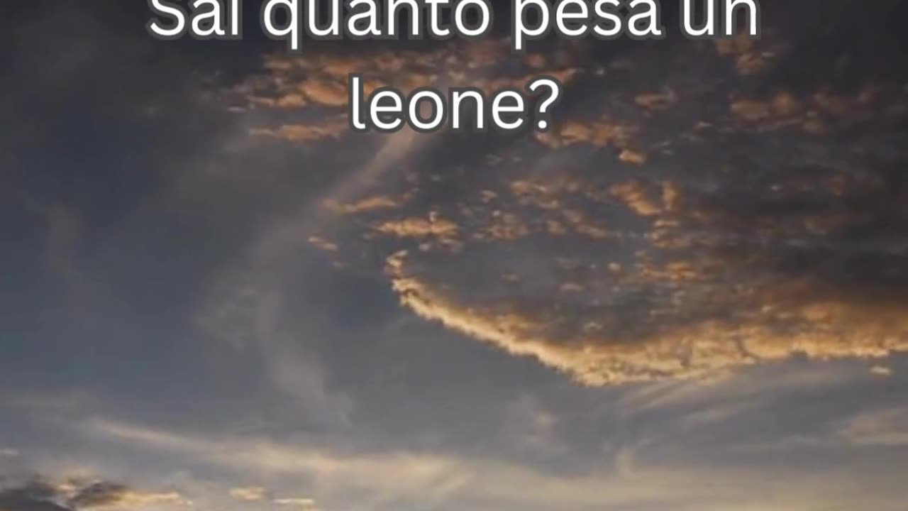 Fatto del Leone 2 - Sai quanto pesa un leone?