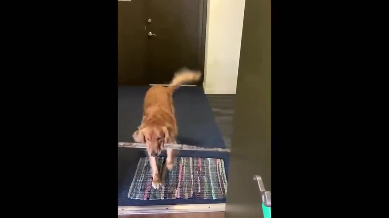 Adorably dog holding a long stick doesn't understand why it can't walk through the open door