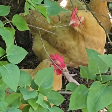 OMC! Sneaking up on my adorable flock of chickens!🤣🐔#sneaky #chickens #shorts #backyardchickens