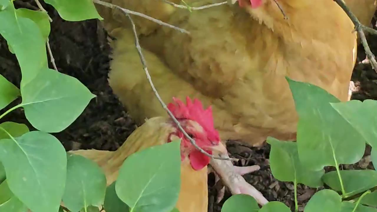 OMC! Sneaking up on my adorable flock of chickens!🤣🐔#sneaky #chickens #shorts #backyardchickens