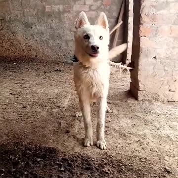 beautiful white dog😲😱😲