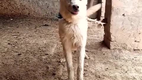 beautiful white dog😲😱😲