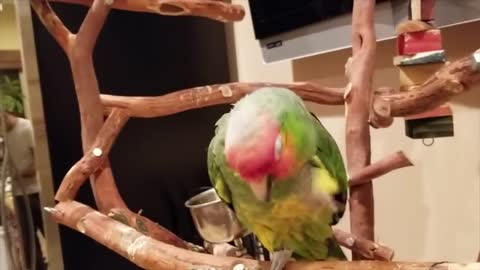 CRAZY TALKING COCKATOO THROWS A TANTRUM OVER A BOX! ** SUBTITLES**