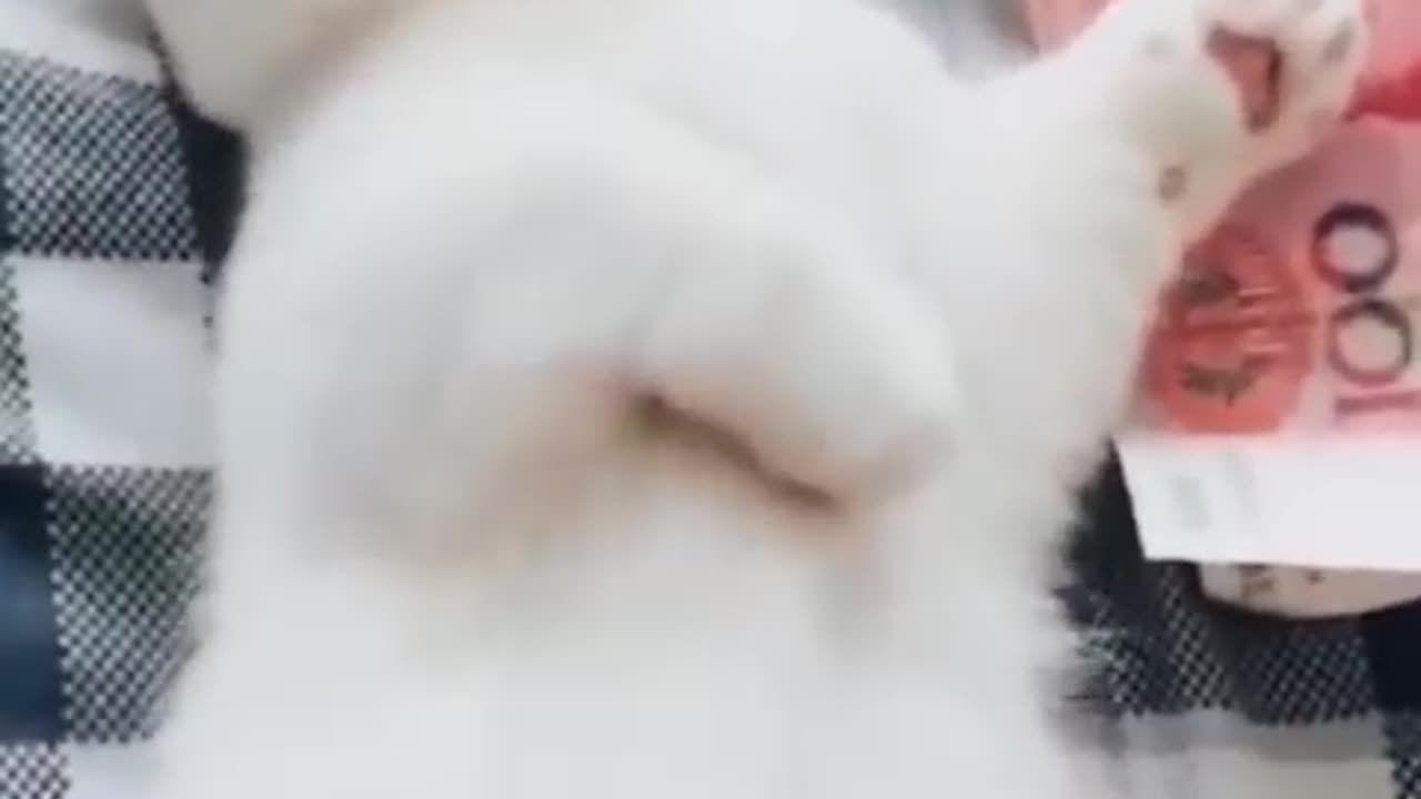 Funniest animal cat and dogs