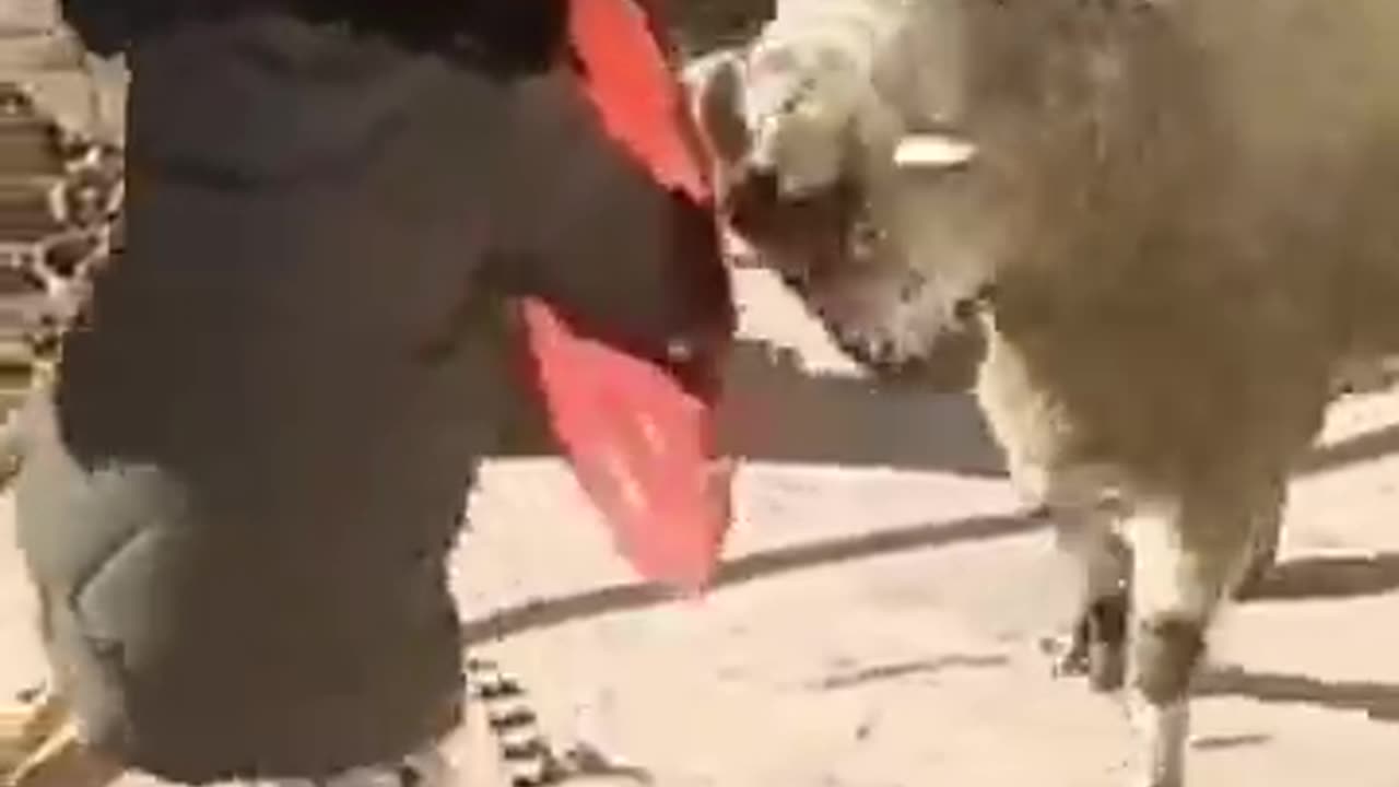 #youtube #trending #shortvideo #shortsvideo #animals #shortsviral #shorts #short
