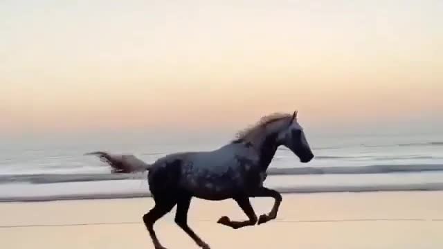 This is what horses are like when they're free to roam around!