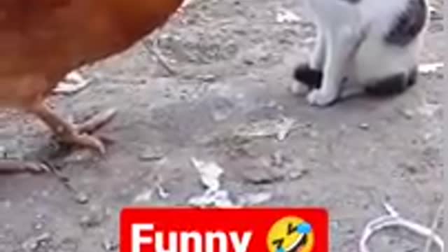 funny#shorts#ytshorts #youtubeshorts#cockvscat.