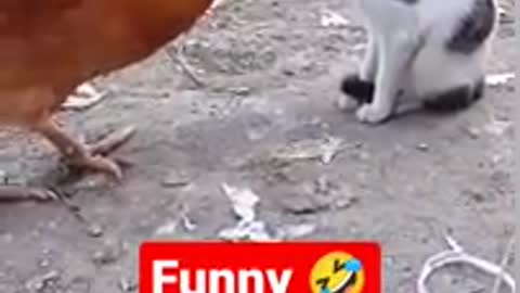 funny#shorts#ytshorts #youtubeshorts#cockvscat.