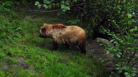 Wild animals# Nature, forest and bears...