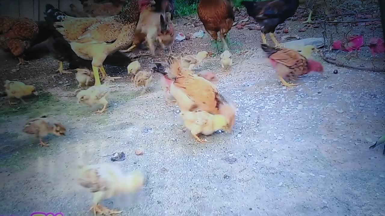 The chicks TV