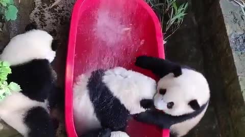 A very cute panda loves to swim