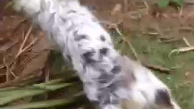 Dog with ring on neck