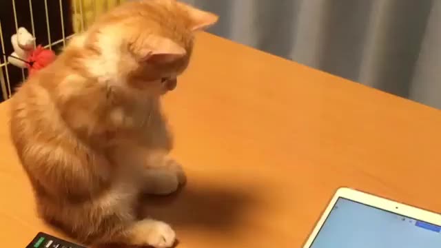 Cat and notebook