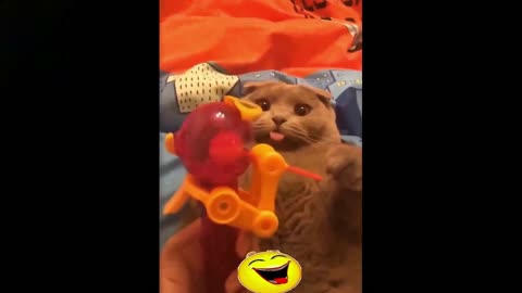 Cute Cats Are Playing ll Cute And Funny Cats Videos ll Part 4