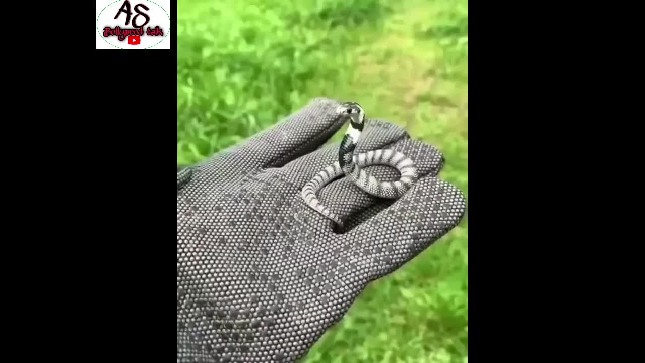 watch a worlds smallest |snake ever new video watch |and |support guys 🙏🏻😱