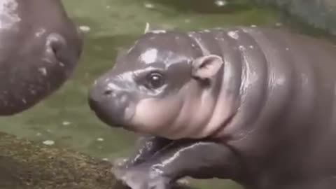 Baby hippo