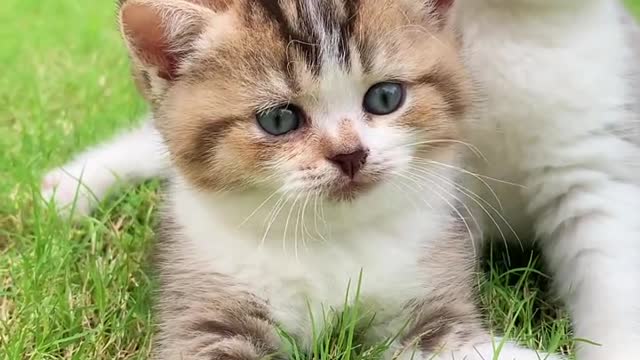 Cutest Cats Ever! Cute Funny Playful Beautiful Kitty Cats (Part 2) | #shorts #cats