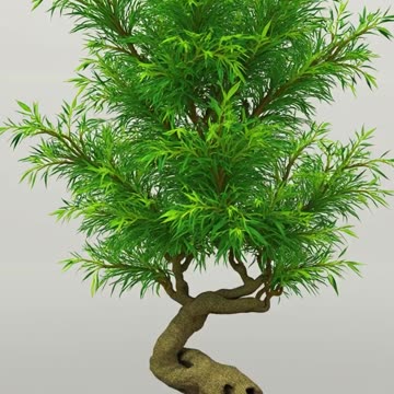 Design a bonsai bamboo garden