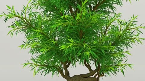 Design a bonsai bamboo garden