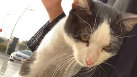 Girl was waiting for her driver and this stray kitty jumped on her lap!!